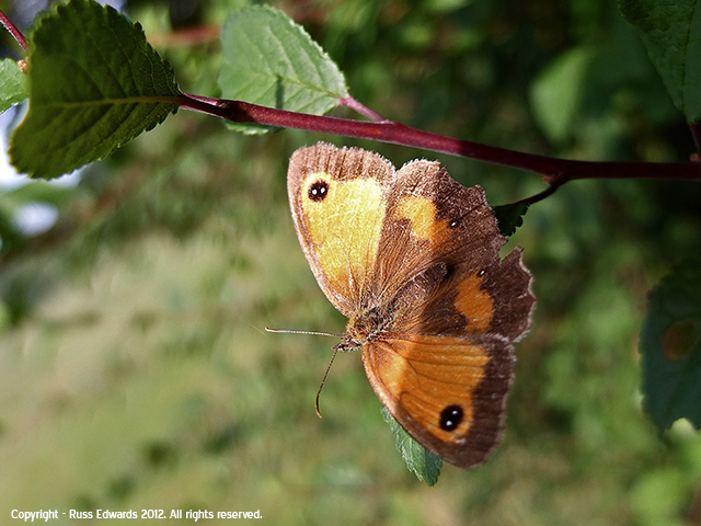 gatekeeper